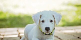 Kiedy obroża dla kota?