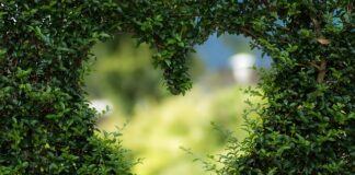 Jak prawidłowo zrobić zieloną herbatę?