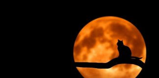 Jak dobrze zaparzyć czarna herbatę?